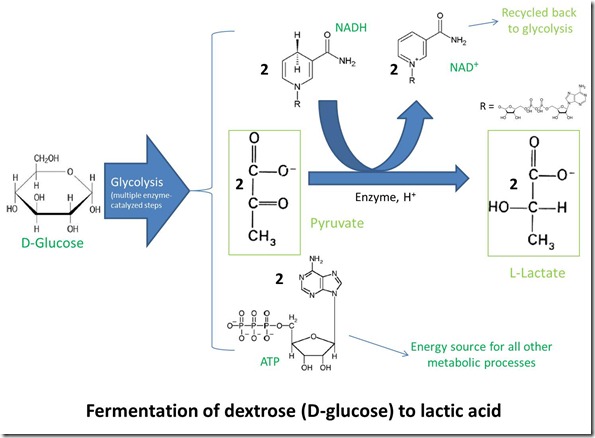 Fermentation of dextrose (D-glucose) to lactic adic