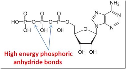 1 High energy phosporic anhydride bonds