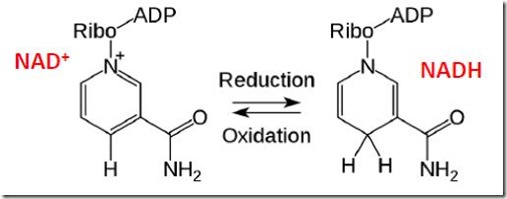 4 Oxidation and Reduction of NAD
