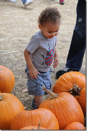 Pumpkin Farm 2013 052