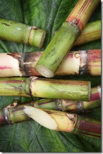 Sugar cane