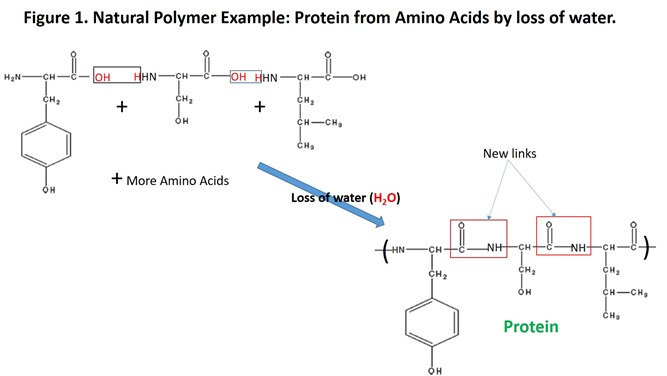 Figure 1 Protein from aminao acids by loss of water