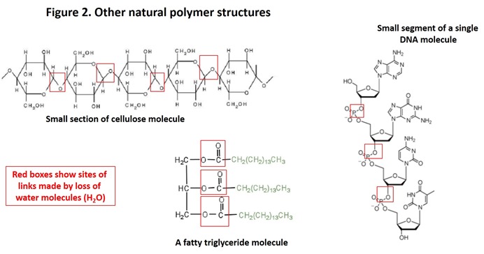 Figure 2 Other polymer structures