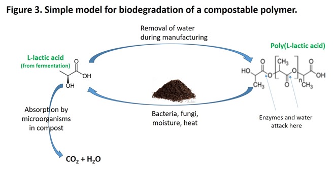 Figure 3 model for biodegradation of a compostable polymer